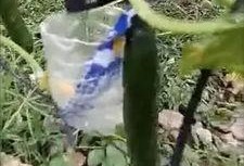 凉山吃瓜网红事件视频,一场网络狂欢背后的真相与反思