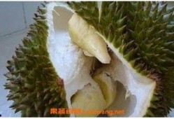 榴莲催熟爆料方法视频大全,视频大全教你轻松掌握催熟技巧